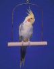 Penn Plax Wooden Cockatiel Swing