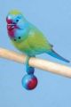 Penn Plax Large Play Bird Toy