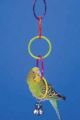 Penn Plax Small Olympic Rings With Bell Bird Toy