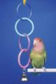 Penn Plax Bird Super Olympic Rings w/Bell Toy