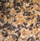 Chaska Wildbird Seed Mix