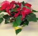 Poinsettia Potted Plant 6 Inch