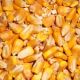 Shelled Corn Wildbird Feed