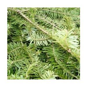 Fresh Evergreen Balsam Pine Pieces Sold Per Pound