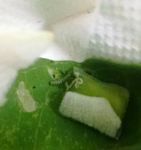 First instar