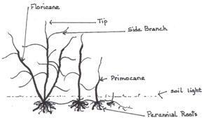 raspberry root