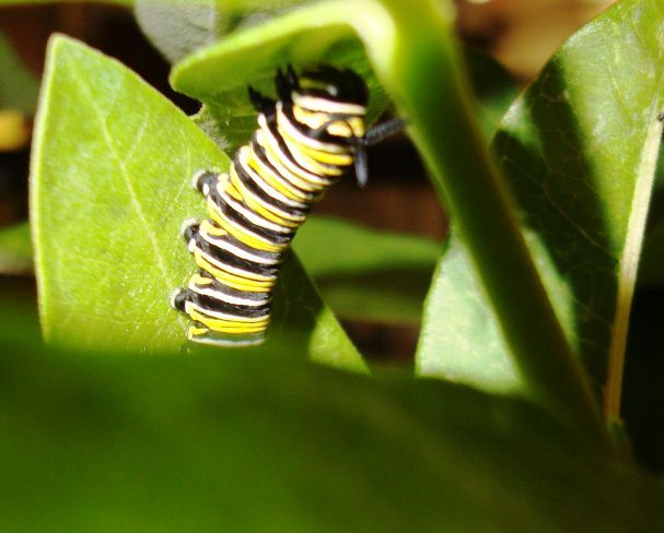 Monarch Cat