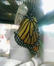 Monarch