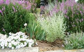 Perennial Garden