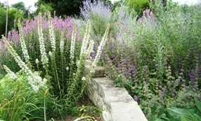 Perennial Garden