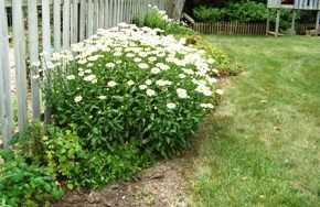 Perennial Garden