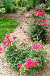 Roses