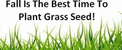plant grass in fall