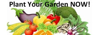 plant garden