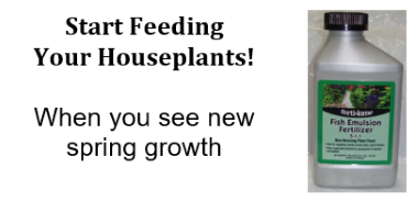 feed houseplants in spring