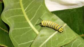 Monarch caterpiller