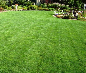 lawn