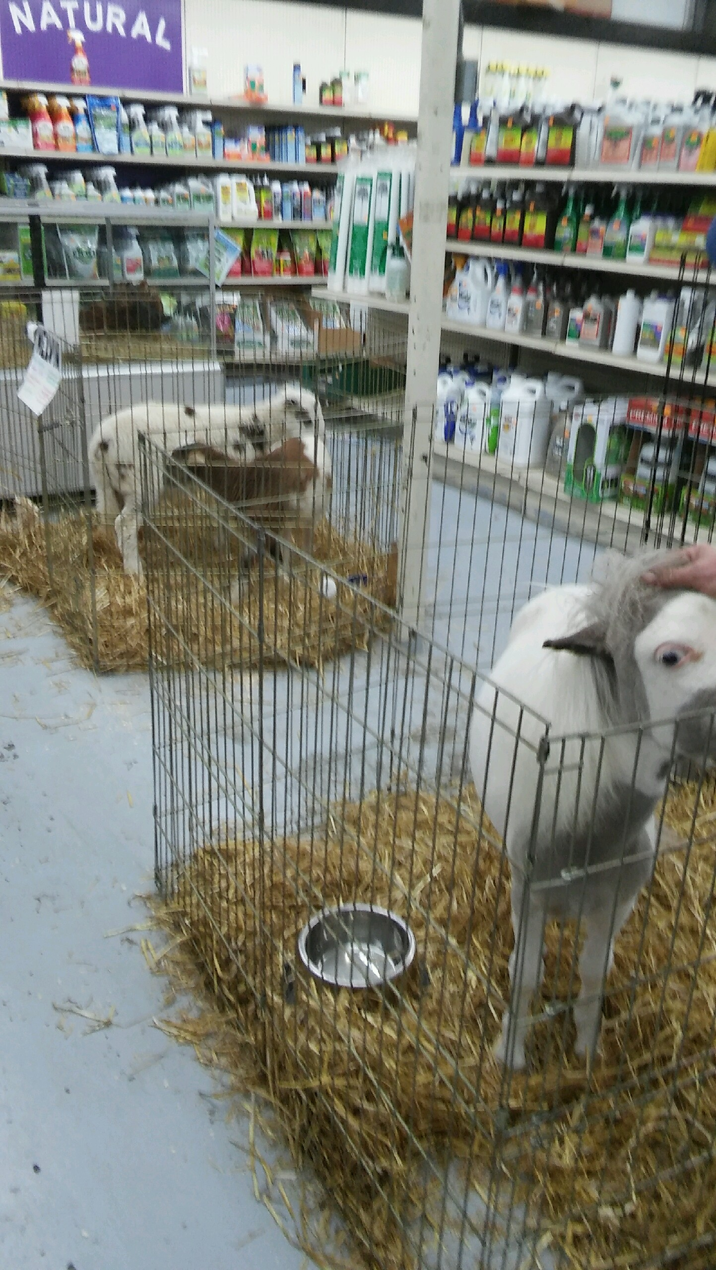 goats