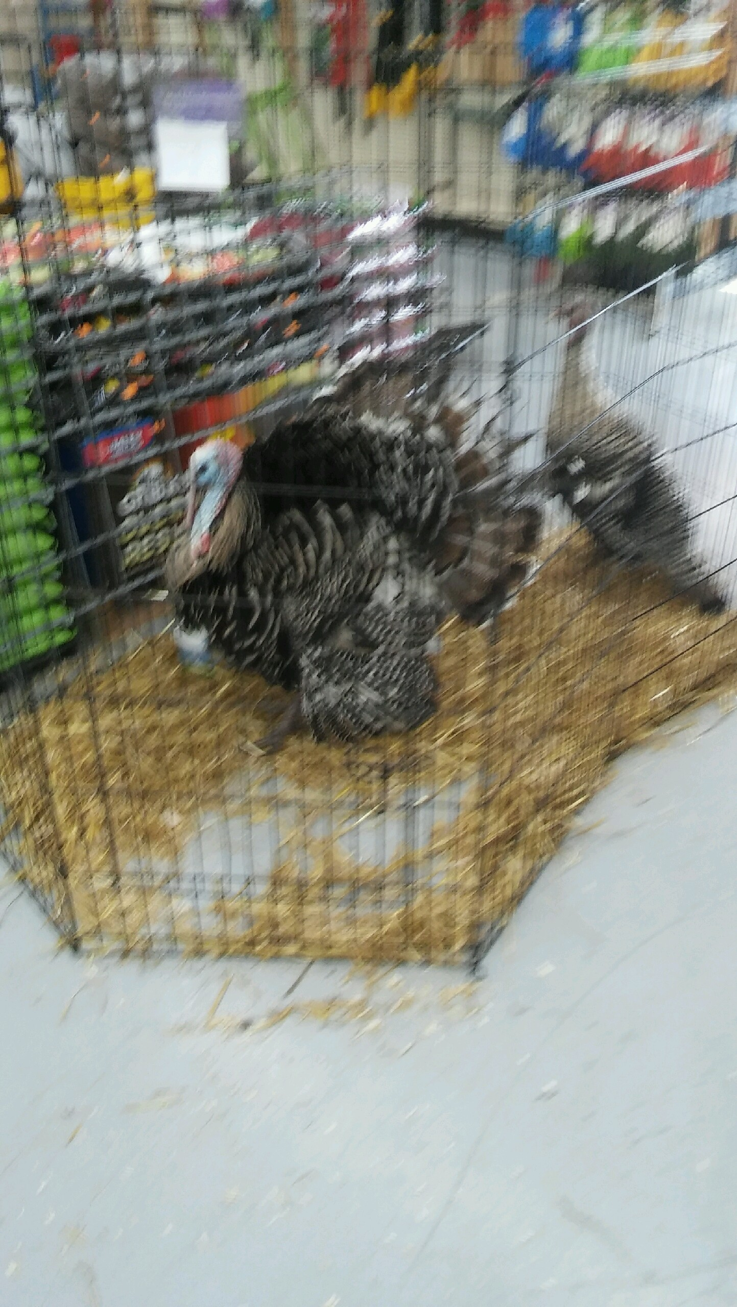 turkey
